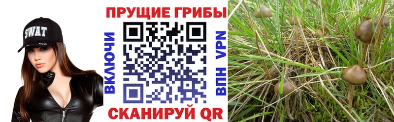 купить   Нюрба  Галлюциногенные грибы мухоморы 